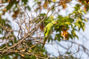 Dalın üzerinde oturan yeşil papağan