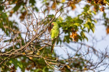 Dalın üzerinde oturan yeşil papağan