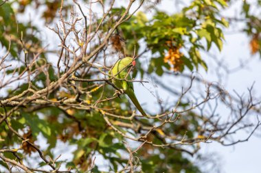 Dalın üzerinde oturan yeşil papağan