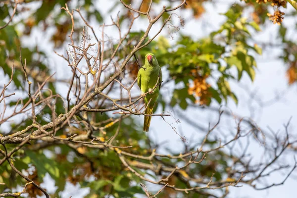 Dalın üzerinde oturan yeşil papağan