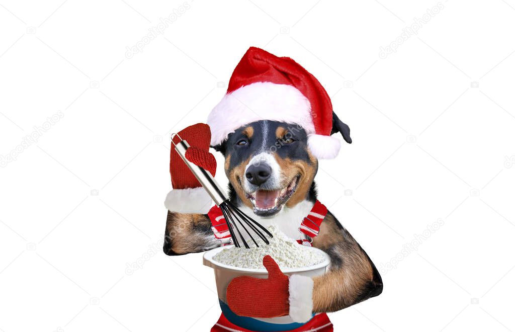 Christmas dog bakes for christmas, appenzeller sennenhund
