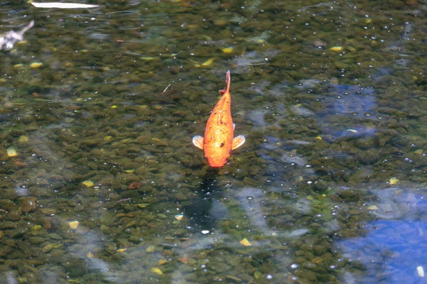 Koi Karpfen Fischen Einem Teich — Stockfoto