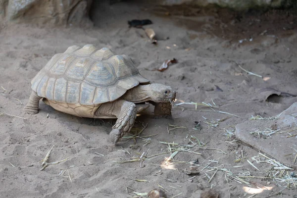 Een Schildpad Die Gras Eet — Stockfoto