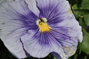 Bahçe ibnesi bir çeşit büyük çiçekli melez bitkidir..