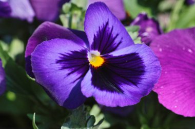 Bahçe ibnesi bir çeşit büyük çiçekli melez bitkidir..