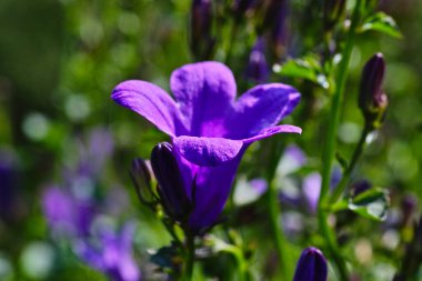 Campanulaceae familyasından bir çiçek bitkisi..