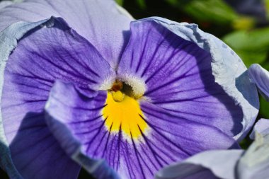 Bahçe ibnesi bir çeşit büyük çiçekli melez bitkidir..