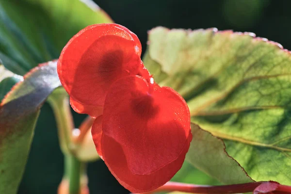 Dracunculus VlgarisはDracunculus属の一種で 一般的なDracunculus Dracunulis Lilyとして知られている — ストック写真