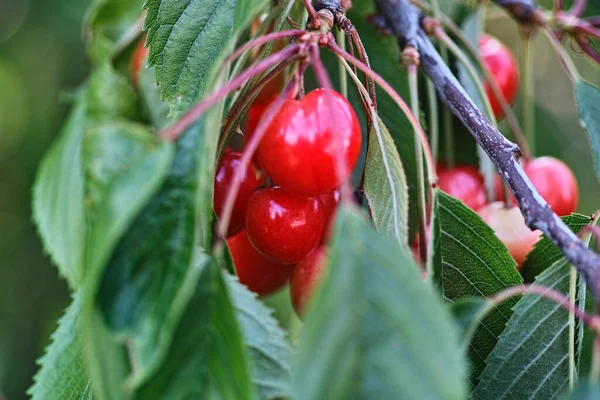 Cherry Fruit Many Plants Genus Prunus — Stock Photo, Image