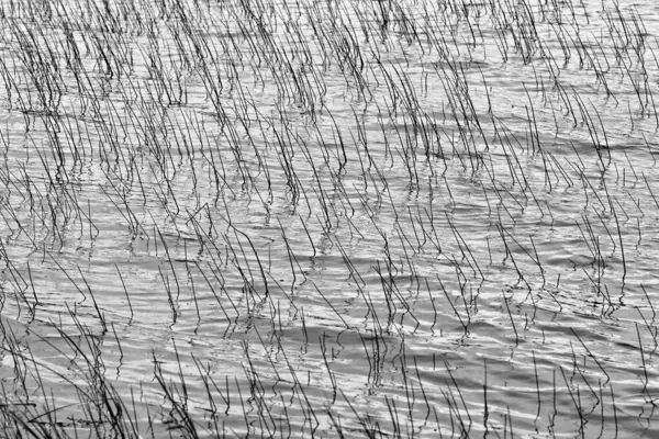 Lake Rushes Plant Detail Artistic Look Black White — Stock Photo, Image