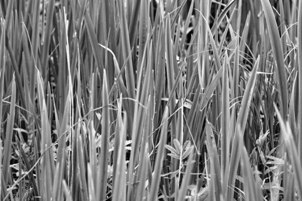 Auf Dem See Rauscht Pflanze Detail Künstlerischer Look Schwarz Weiß — Stockfoto