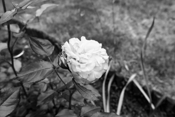 Beleza Rosa Flor Preto Branco Olhar Artístico — Fotografia de Stock