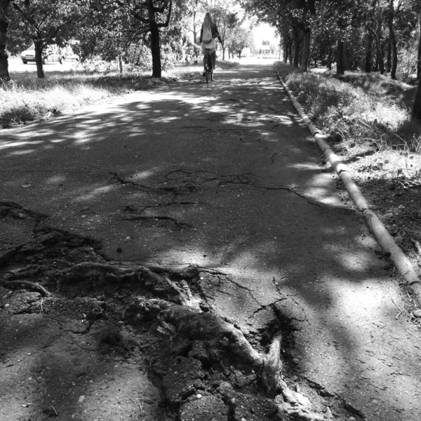 Raízes Poder Natureza Bicicleta Mulher Cavaleiro — Fotografia de Stock