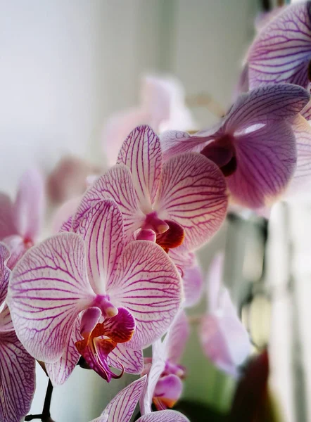 Orchidaceae Фиолетовые Орхидеи Семейство Orchid Является Крупнейшим Семейством Цветковых Растений — стоковое фото