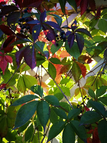 Autumn Colours Plant Leaf — Stock Photo, Image