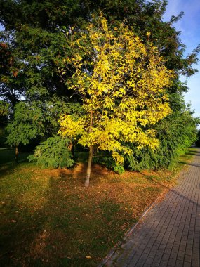 Sonbahar renkleri. Bitki, yaprak. Polonya, Gdansk Zaspa 'daki açık hava parkı.