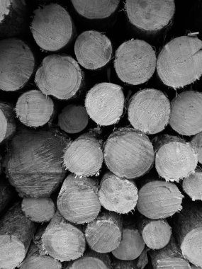 Tuchola Pinewood 'da. Siyah beyaz sanatsal görünüş.