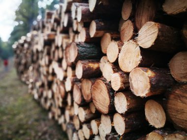 Tuchola Pinewood 'da. Klasik renkli, sanatsal bir görünüm. Sonbahar, kırsal kesimde.