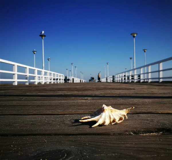 Shell Muelle — Foto de Stock