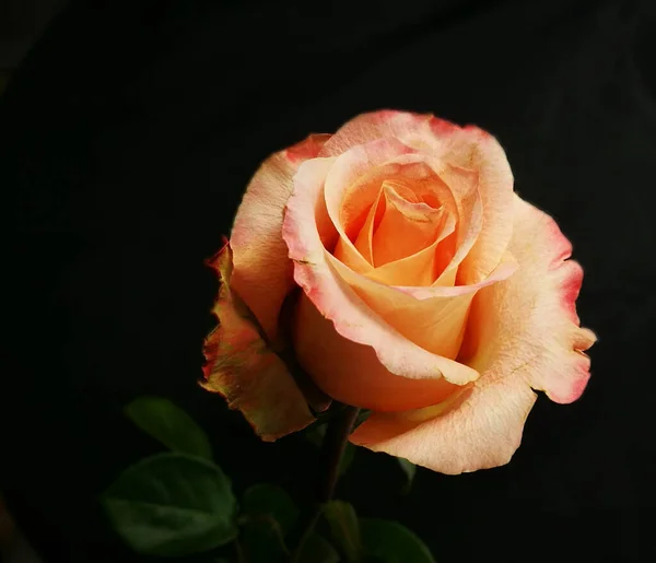 Die Rosa Schöne Gelb Rote Blume Wie Ein Stillleben — Stockfoto