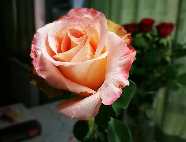 Rosa Beautiful Yellow Red Flower Still Life — Stock Photo, Image