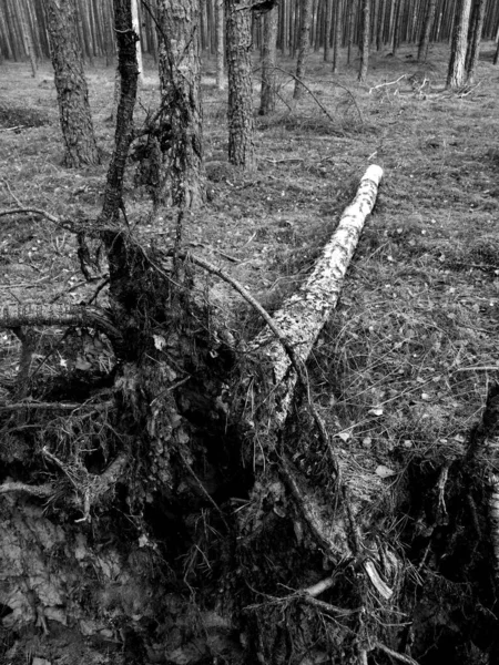 Tuchola Pinewoods Umělecký Vzhled Černé Bílé — Stock fotografie