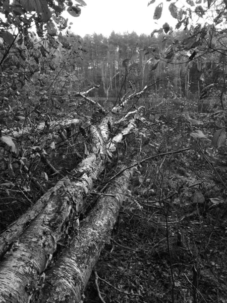 Tuchola Pinewoods Umělecký Vzhled Černé Bílé — Stock fotografie