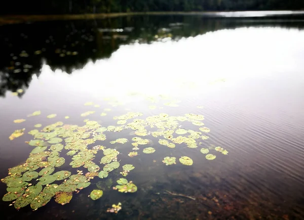 水の上に秋のユリの池 チョーラ ピネウッズ ポーランド北部 — ストック写真