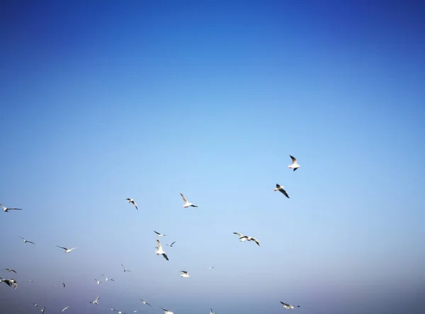 Pájaros Aspecto Artístico Colores Vivos Vintage —  Fotos de Stock