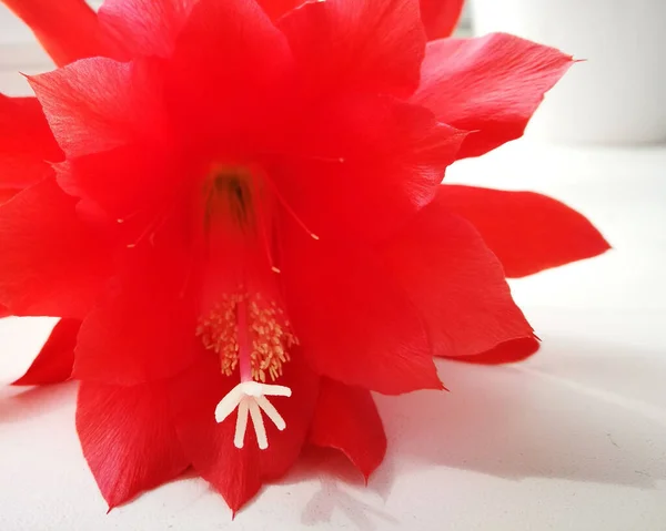 Цветок Эпифиллума Ховорта Сад Интерьере — стоковое фото