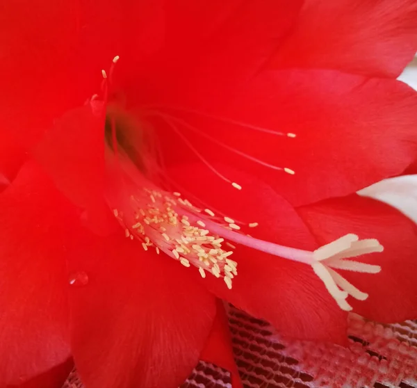 Epiphyllum Haworth Blomma Trädgård Interiör — Stockfoto