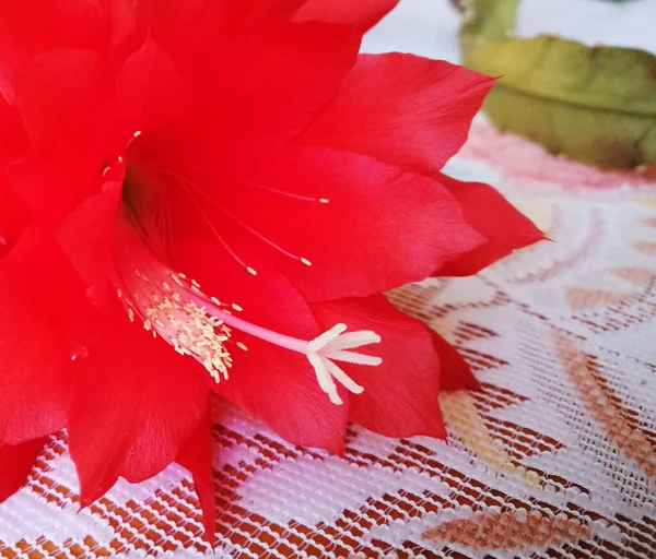Цветок Эпифиллума Ховорта Сад Интерьере — стоковое фото