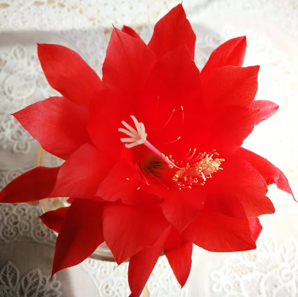 Epiphyllum Haworth Blomma Trädgård Interiör — Stockfoto