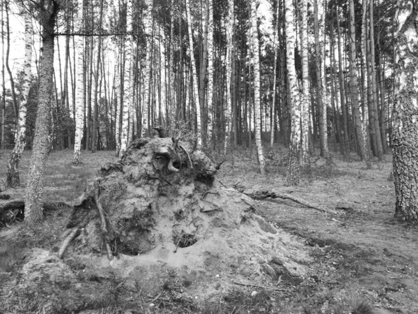 Forêt Look Artistique Noir Blanc — Photo