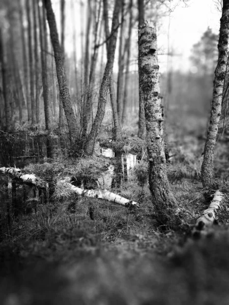 Forêt Look Artistique Noir Blanc — Photo