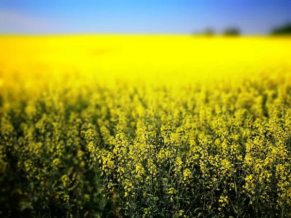 Campo Colza Olhar Artístico Cores Vivas — Fotografia de Stock