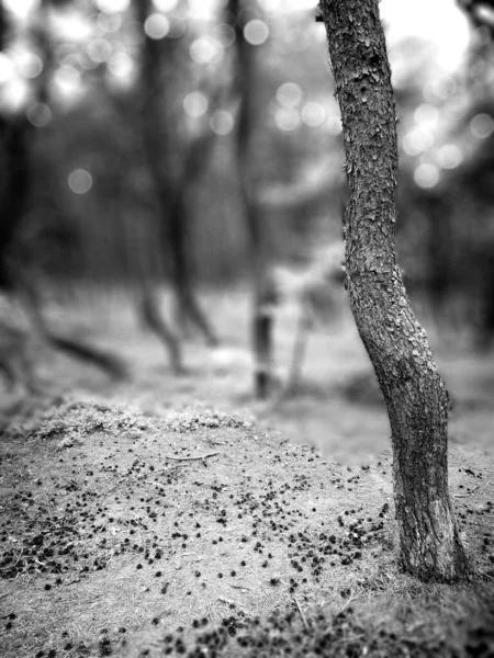 Het Bos Artistieke Look Zwart Wit — Stockfoto