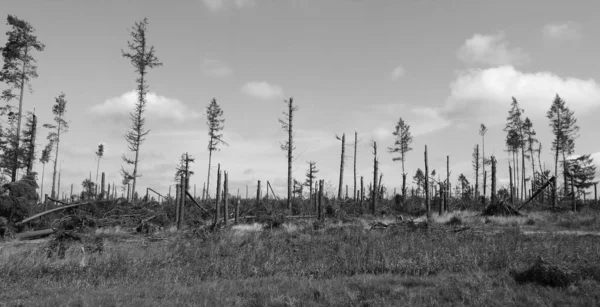 Větrná Katastrofa Kaschubii Severní Polsko — Stock fotografie