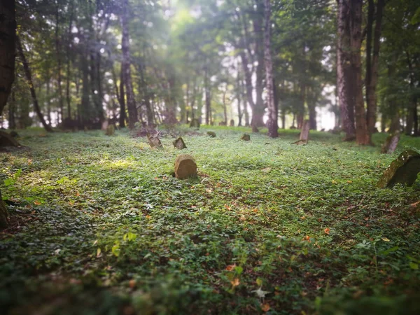 Kirkut Övergiven Judisk Kyrkogård Lesko Polen — Stockfoto