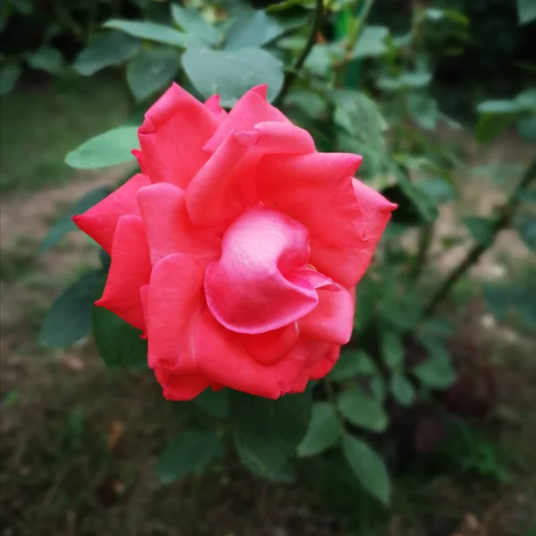 Krásná Růžová Květinka Umělecký Vzhled Barvách — Stock fotografie