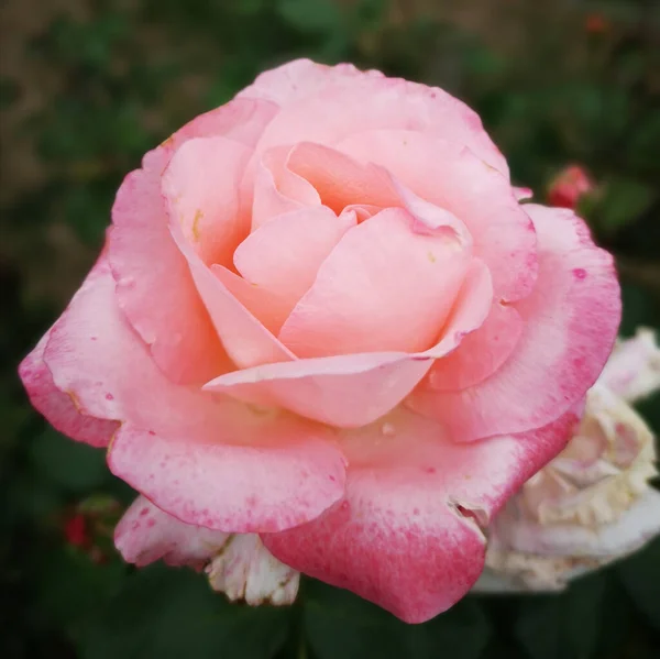 美しいバラの花 色の芸術的な外観 — ストック写真