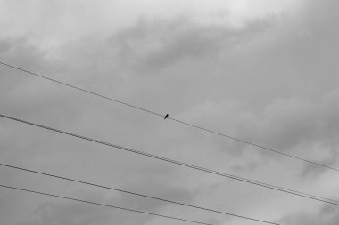 Yalnız kuş. Siyah beyaz sanatsal görünüş. Kuşlar yüksek voltajlı kablolarda oturuyor..