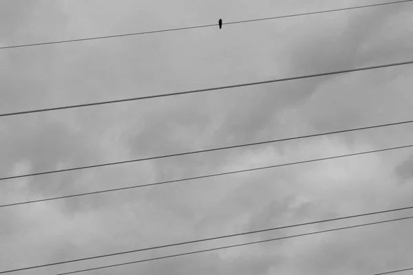 Одинокая Птица Художественный Вид Черно Белом Птичка Сидит Высоковольтных Проводах — стоковое фото