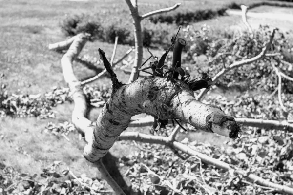 市内中心部の牧草地 黒と白の芸術的な外観 — ストック写真