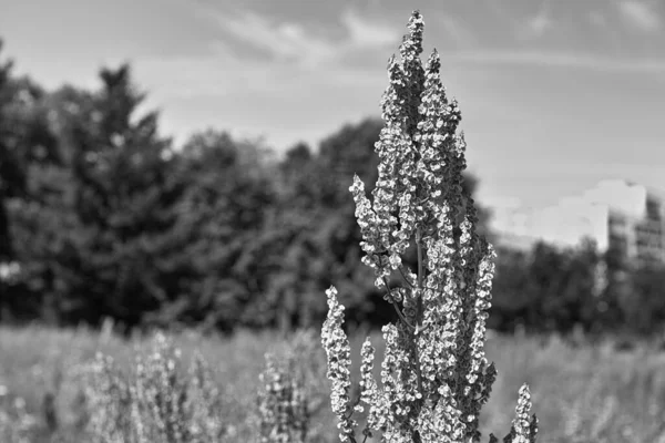 A meadow in the city center. Artistic look in black and white.