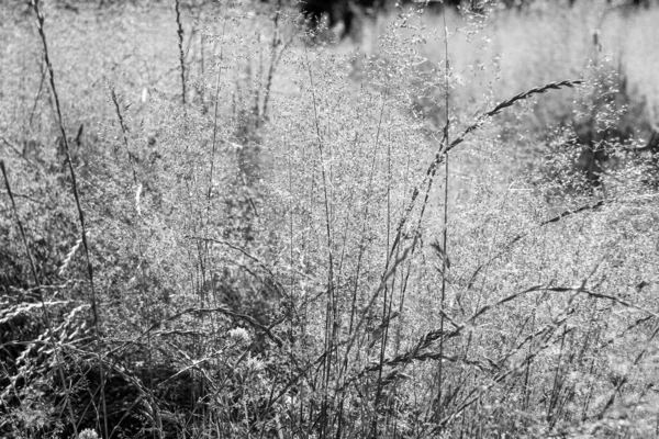 Prato Nel Centro Della Città Look Artistico Bianco Nero — Foto Stock