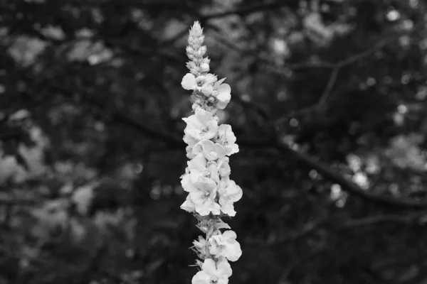 Prado Centro Aspecto Artístico Blanco Negro — Foto de Stock