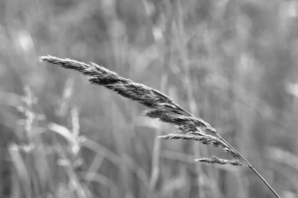 Louka Centru Města Umělecký Vzhled Černé Bílé — Stock fotografie