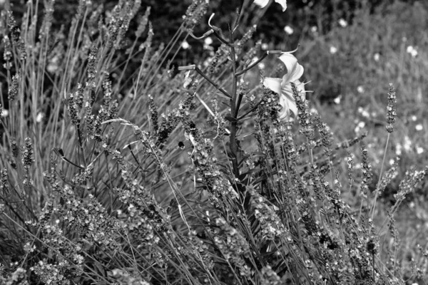 Prato Nel Centro Della Città Look Artistico Bianco Nero — Foto Stock