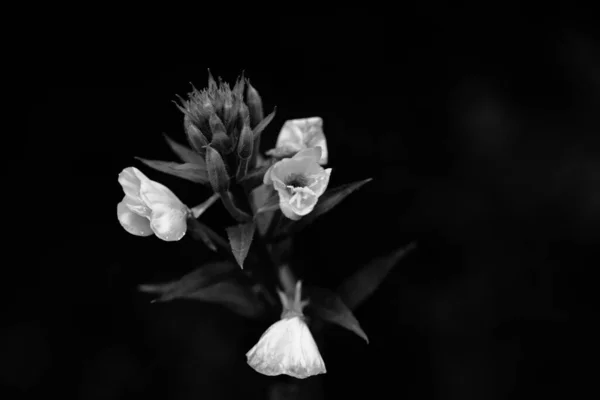 市内中心部の牧草地 黒と白の芸術的な外観 — ストック写真